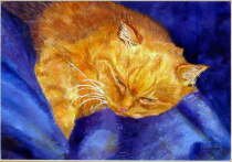 Catnap - Shirley Froyd