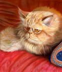 Persian cat - Svetlana Ledneva-Schukina
