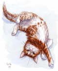Orange kitten stretch - Svetlana Ledneva-Schukina